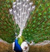Rare mutant peacock(ayan.wap.sh)